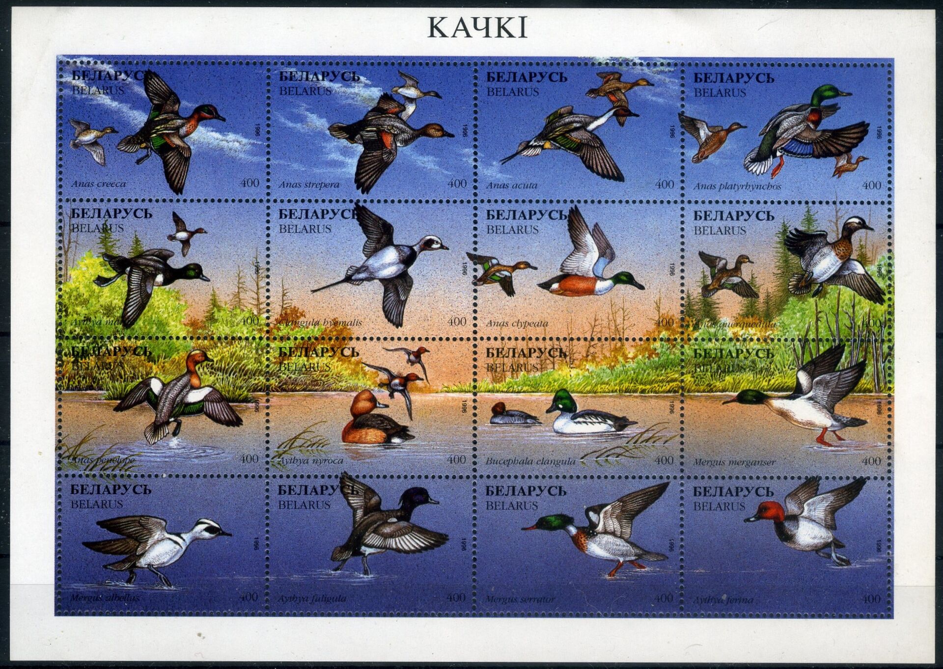 KUŞ DÜNYASI,1996 BELARUS,Ördekler 16 Pul Damgasız Tam Seri